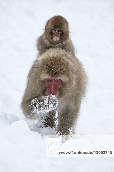 Japanischer Macaque  Macaca fuscata  der im Winterschnee Junge trägt.