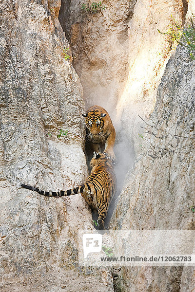 Hochwinkelaufnahme von zwei Tigern in einer engen Schlucht.