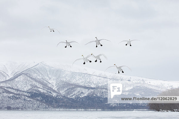 Singschwan  Cygnus cygnus  im Winter in der Luft.
