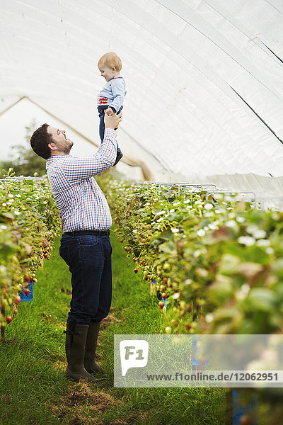 Fruit picking in a poly tunnel  PYO. A man holding his baby son above his head  in a polytunnel of strawberry plants.