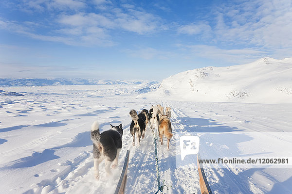 Winterlandschaft mit einer Meute von Huskies  die einen Schlitten ziehen.