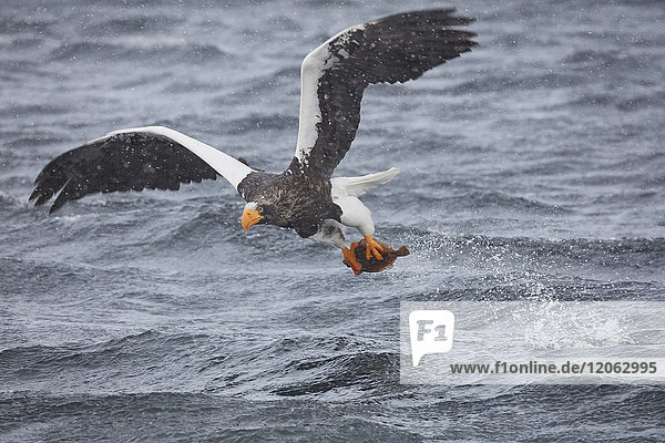 Salbei-Seeadler  Haliaeetus pelagicus  jagt im Winter über Wasser.