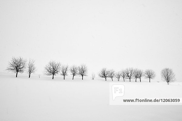Snow-covered winter landscape with group of trees in the distance Biei.