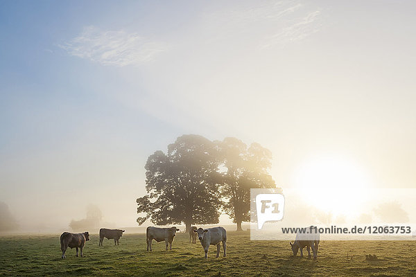 Sunrise over misty landscape with two trees  herd of cows grazing underneath.