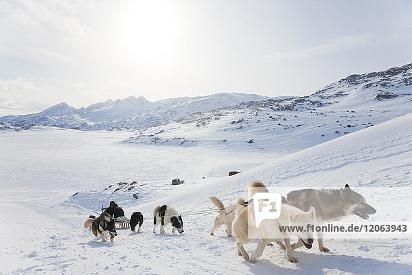 Winterlandschaft mit einer Meute von Huskies  die einen Schlitten ziehen.