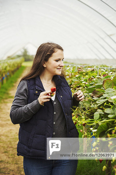 Eine Frau mit einer Handvoll Erdbeeren  die in einem Polytunnel die Reihe der Weichfruchtpflanzen hinuntergeht.