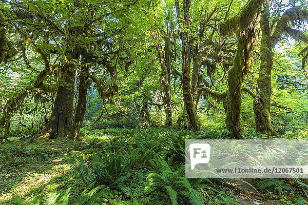 Große Farne auf dem Hall of Mosses Trail im Hoh Rain Forest im Olypmic National Park im Bundesstaat Washington in den Vereinigten Staaten.
