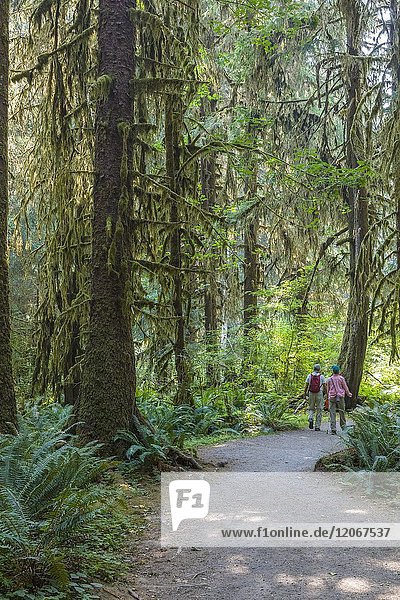 Hall of Mosses Trail im Hoh Rain Forest im Olypmic National Park im Bundesstaat Washington in den Vereinigten Staaten.