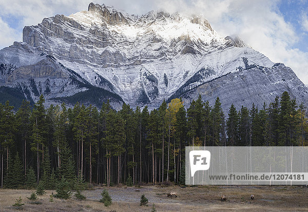 Elche in den kanadischen Rockies  Banff National Park  UNESCO Weltkulturerbe  Kanadische Rockies  Alberta  Kanada  Nordamerika