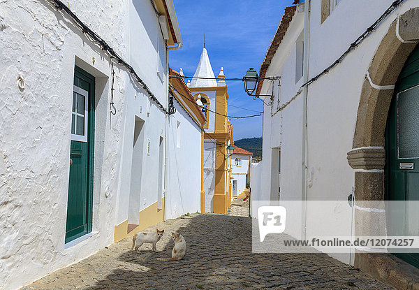 Zwei Katzen in einer Seitenstraße in Alegrete  einem mittelalterlichen ummauerten Dorf an der Grenze zu Spanien im hohen Alentejo  Portugal  Europa