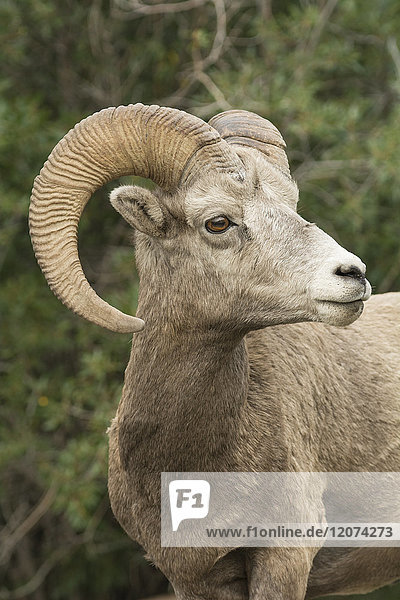 Nahaufnahme eines wilden Rocky Mountain Bighorn-Schafs (Ovis canadensis)  Jasper National Park  Kanada  Nordamerika