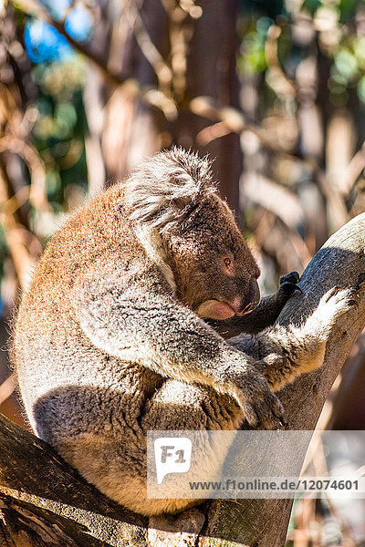 Koala in freier Wildbahn,  Kangaroo Island,  Südaustralien,  Australien,  Pazifik