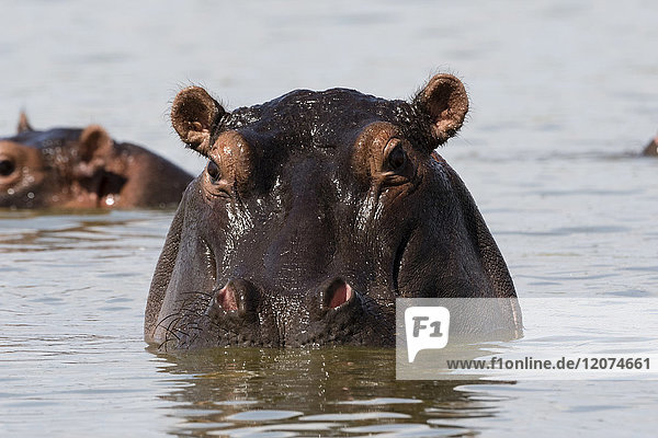 Ein Flusspferd (Hippopotamus amphibius) schaut in die Kamera  Tsavo  Kenia  Ostafrika  Afrika