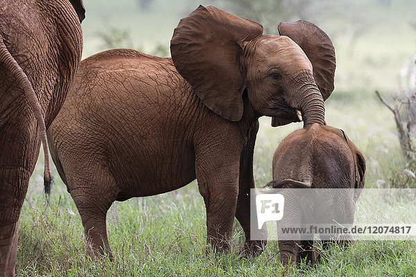 A young African elephant (Loxodonta africana) and a calf  Tsavo  Kenya  East Africa  Africa
