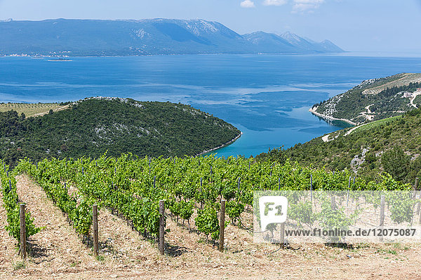 Küstenweingut in den Hügeln der dalmatinischen Küste  Kroatien  Europa