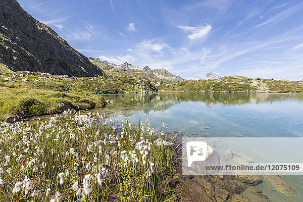 Wildblumen am Ufer des Alpsees  Crap Alv Lejets  Albulapass  Kanton Graubünden  Schweizer Alpen  Schweiz  Europa
