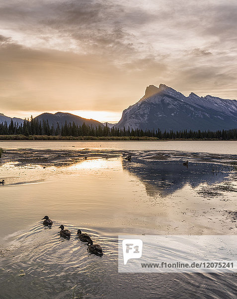 Morgenlandschaft in den Vermilion Lakes  Banff-Nationalpark  UNESCO-Welterbe  Kanadische Rockies  Alberta  Kanada  Nordamerika