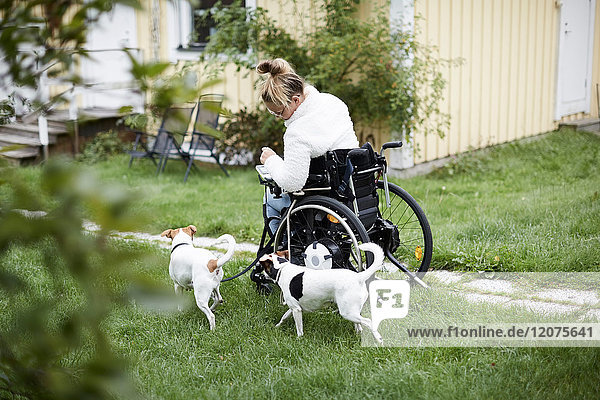 Young disabled woman in wheelchair with dogs in yard