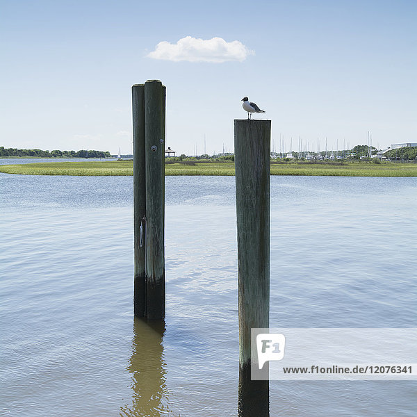 USA  North Carolina  Southport  Vogel sitzt auf Holzpfosten