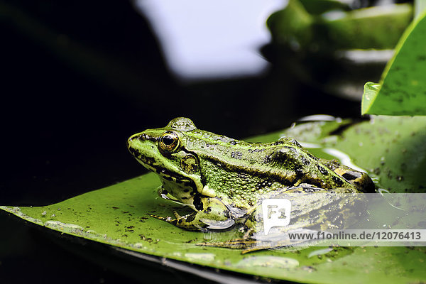 Frog sitting on wet leaf