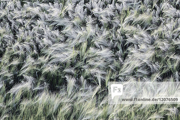 Ukraine  Dnepropetrovsk region  Dnepropetrovsk city  Ears of wheat