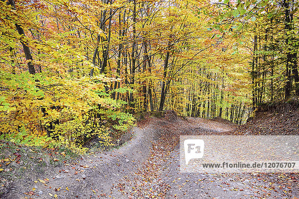 Path across autumn forest