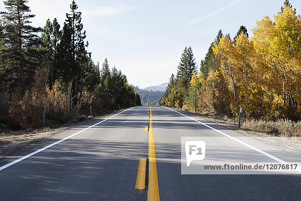 USA  Kalifornien  Östliche Sierras  Route 88  Leere Straße zwischen Bäumen