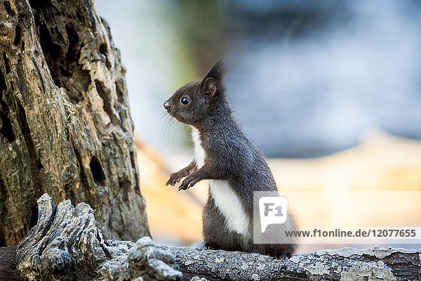 Porträt eines wachen Eichhörnchens auf einem Baumstamm