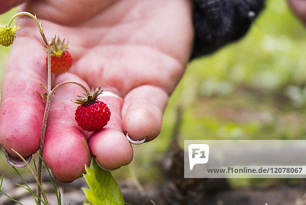 Hand hält kleine rote Erdbeere