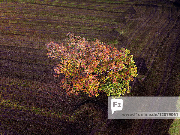 Germany  Bavaria  Fuerstenfeldbruck  Beech Forest in autumn