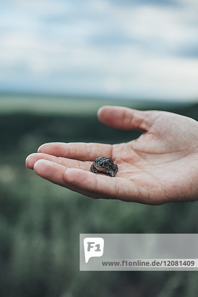 Hand holding a tiny frog