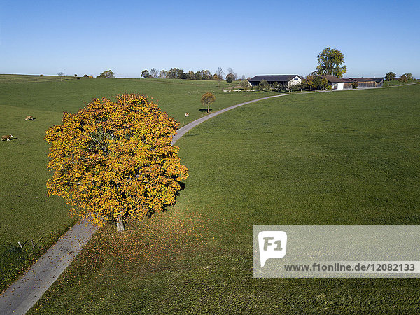 Germany  Bavaria  Upper Bavaria  Landsberied  relocated farm in autumn