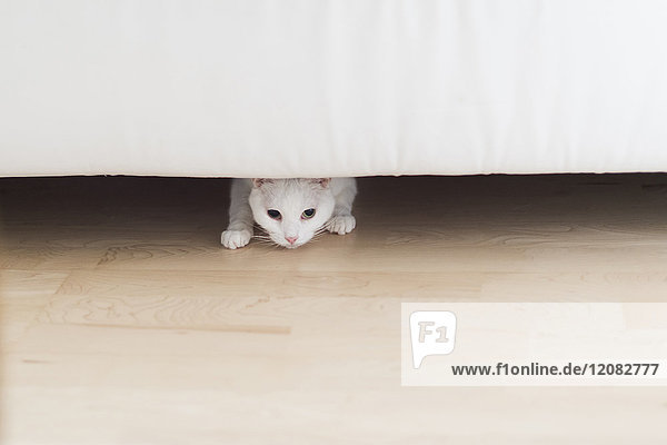 Weiße Katze,  die zu Hause unter der Couch hockt.