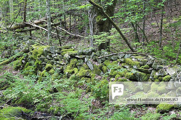 An old stone wall along the Cobble Hill Trail in Landaff  New Hampshire during the summer months. This area was part of an 1800s hill farming community.