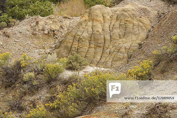 Eroded bentonite badlands features with flowering rubber rabbitbrush  Theodore Roosevelt NP (South Unit)  North Dakota  USA.