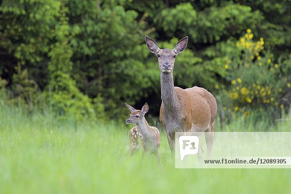 Red deer (Cervus elaphus) in Summer  Female with calf  Spessart  Hesse  Germany  Europe.