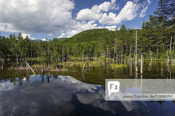 Reflection of mountains in a beaver Pond along Franconia Brook Trail in the Pemigewasset Wilderness of New Hampshire during the summer months. This trail follows the Franconia Branch of the old East Branch & Lincoln Railroad (1893-1948).