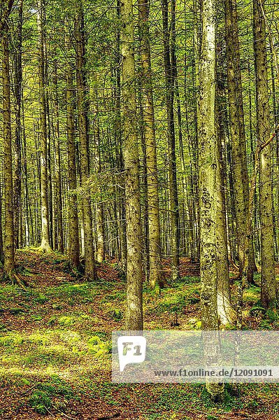 Forest beside Geisterklan trail near Mittenwald  Bavaria  Germany.