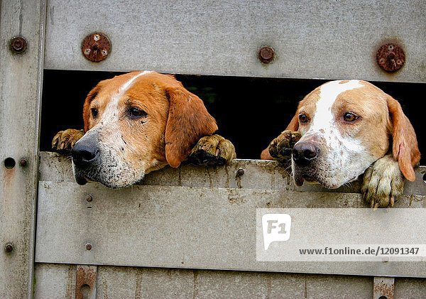 Eager hunting hounds in transit. Scotland UK.