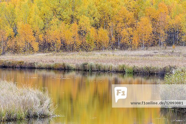 Autumn aspens on a hillside reflected in Robinson Lake  Greater Sudbury  Ontario  Canada.