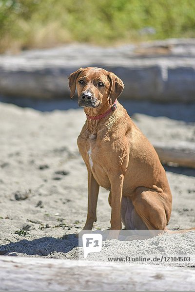 Portrait of dog sitting on the sand.