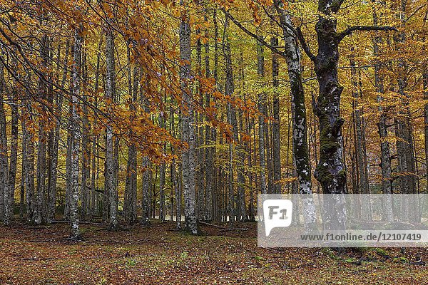 Beech trees in autumn,  Ordesa National Park,  Huesca,  Aragon,  Spain,  Europe.