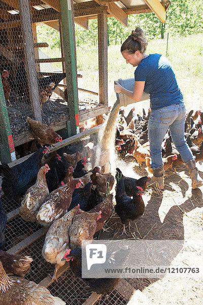 Frau füttert Freilandhühner mit goldenen Kometen und schwarzen Sternen auf Biobauernhof
