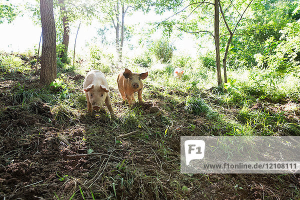Herkömmliche Schweine  die auf einem freilaufenden Bio-Bauernhof im Wald leben