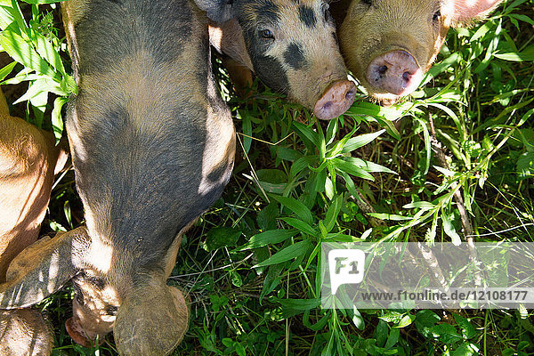 Draufsicht auf historische Schweine auf freilaufender Bio-Farm