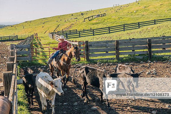 Cowboy on horse lassoing bull calf  Enterprise  Oregon  United States  North America