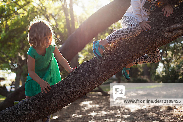 Mädchen klettern im Sonnenlicht auf einen Baum