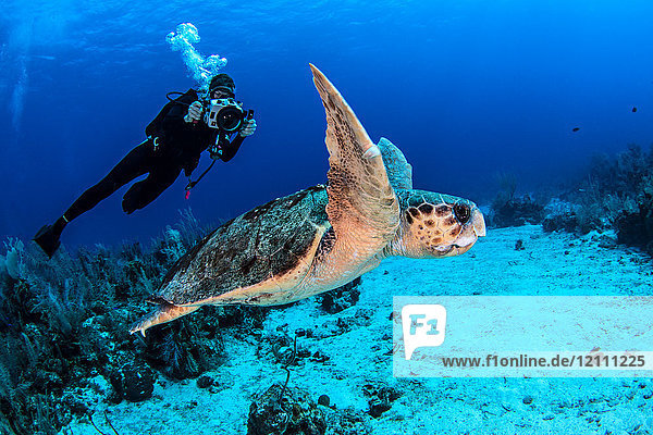 Diver photographing turtle