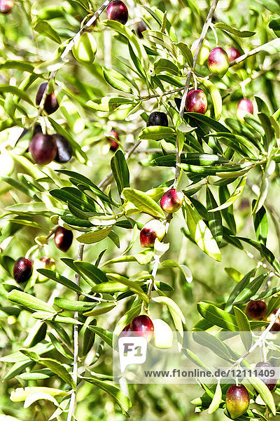 Oliven am Baum