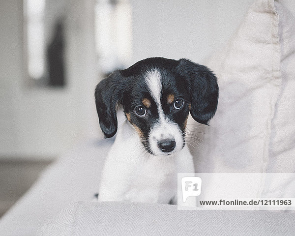 Porträt eines Hundes  der zu Hause auf einem weißen Sofa sitzt.